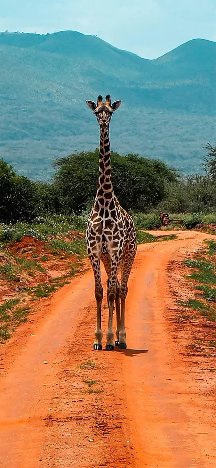Eine Giraffe steht auf einer roten Schotterstraße im Tsavo-Nationalpark in Kenia