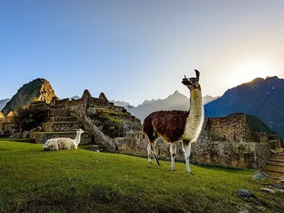 Zwei Lamas entspannen sich in der Nähe von Machu Picchu