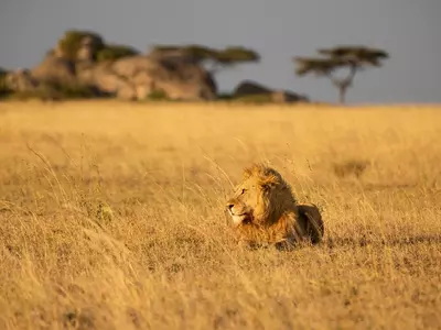 Löwe auf der weiten Ebene der Serengeti