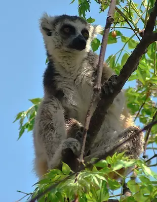 Ringschwanzlemur im Anja-Reservat in Madagaskar