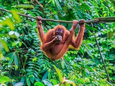 Orang-Utan in den Bäumen der Insel Sumatra