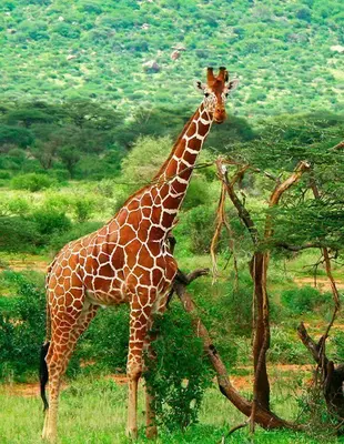 Giraffe in der grünen Landschaft des Samburu-Nationalparks in Kenia