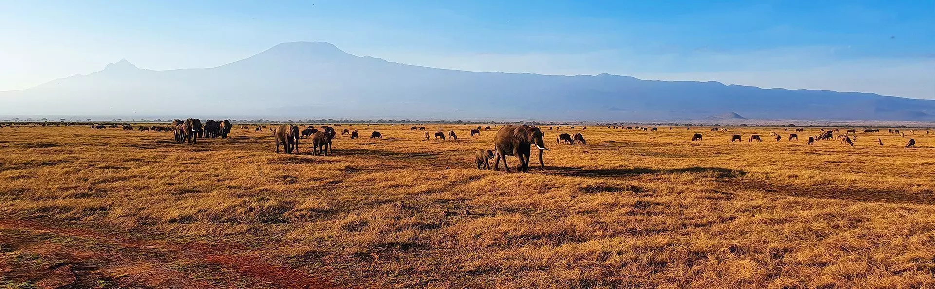 Elefanten im Gänsemarsch im Amboseli-Nationalpark, mit dem Kilimandscharo im Hintergrund