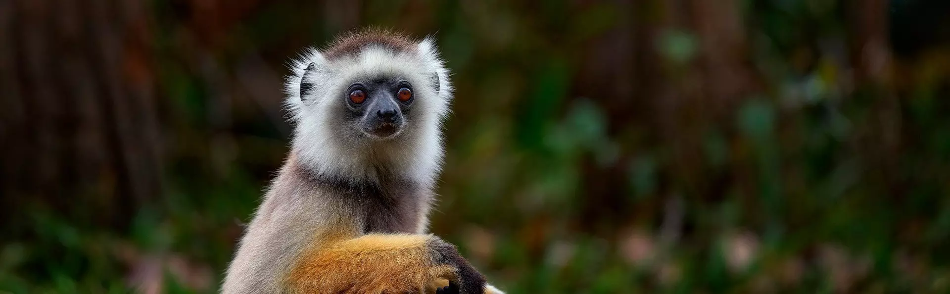 Sifika-Lemur im Andisabe-Mantadia-Nationalpark in Madagaskar