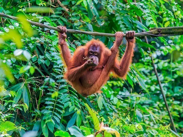 Orang-Utan in den Bäumen der Insel Sumatra