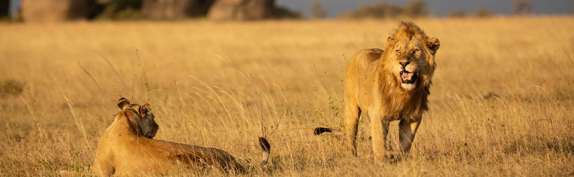 Löwe und Löwin in der Serengeti