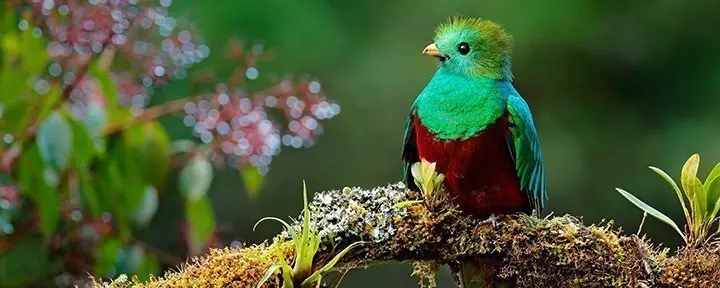 Kolibri schwebt über die Fuchsien von Costa Rica