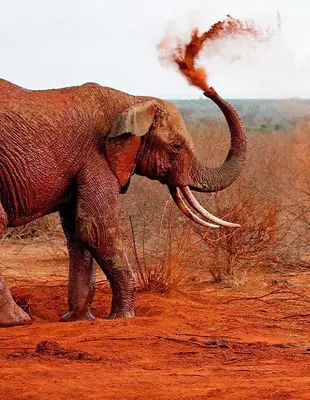 Roter Elefant im Tsavo-Nationalpark in Kenia